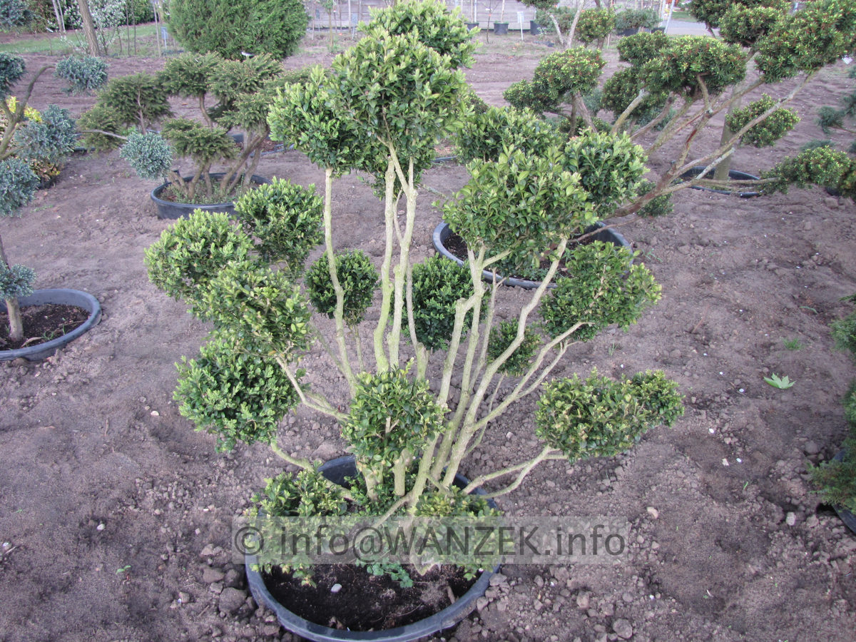 Buxus sempervirens - Bonsai Co 1m.JPG